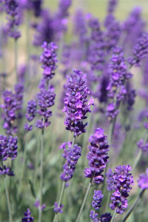 Lavender Leaf Plant Lavender Plant