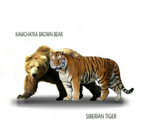 Abes Animals Size Difference Between Kamchatka Brown Bear And