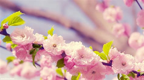 Spring Coming 1920×1080 1080p Widescreen Wallpaper Wide Screen