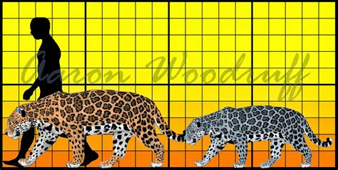 Life in the Cenozoic Era: Jaguar (Panthera onca)