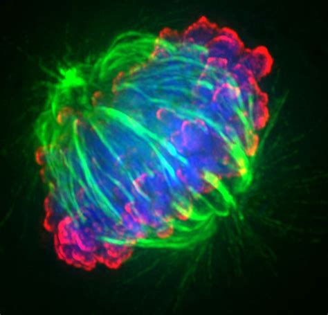 1000 Images About Cool Cells On Pinterest Division And Flower