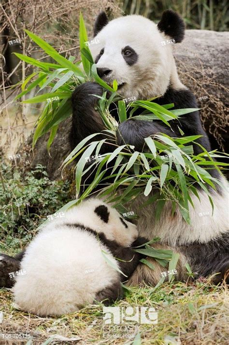 Stock Photo Giant Panda Mother Feeding On Bamboo And Baby Ailuropoda
