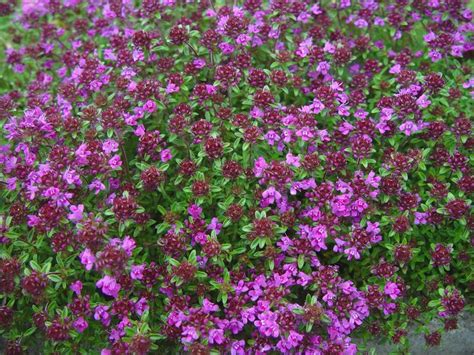 Mother Of Thyme Red Creeping Thyme Plants Creeping Thyme
