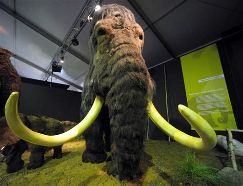 Woolly Mammoth De Extinction Is Definitely Not About Making Real Life