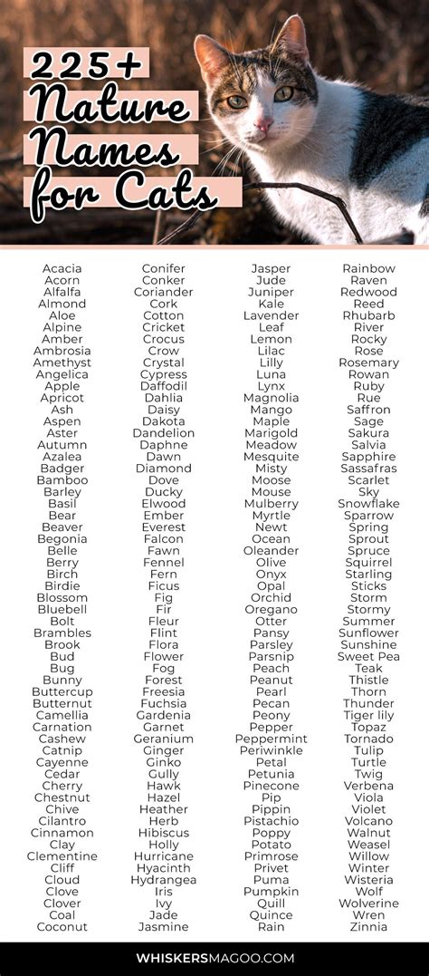 225 Cute Nature Inspired Names For Cats Whiskers Magoo Nature