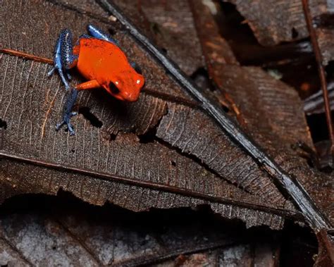 Strawberry Poison Dart Frog Facts Diet Habitat And Pictures On