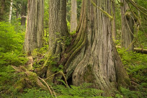 Guide To The Ancient Forests And Giant Trees Of Washington Oregon