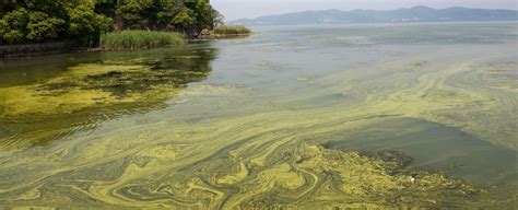 Exposure To Algae Toxin Could Increase The Risk Of