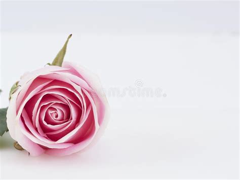 Fresh Soft Pink Rose Frame On White Background Wedding Background