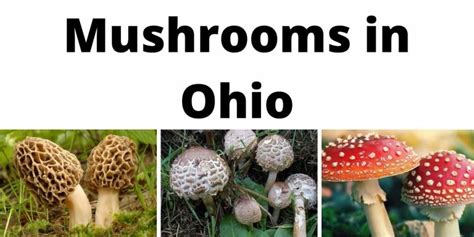 A Comprehensive List Of Common Wild Mushrooms In Ohio