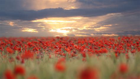 1920x1080 Flowers Blur Sunset Red Poppies Field Evening