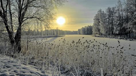 겨울 눈 하늘 동결 나무 서리 아침 햇빛 분기 얼음 갈대 호수 경치 숲 얼어 붙은 호수 Hd 배경