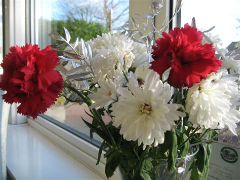 Mixing the two results in pink flowers, just like dr. Red and white flowers | Plant-Lore