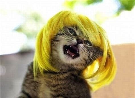25 Funny Cats In Wigs That Will Make You Laugh Bouncy Mustard