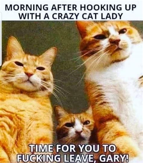 Pin By Cindy Rebecca On Caturday Cat Memes Cats Crazy Cats