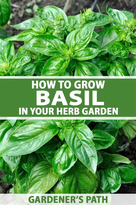 How To Plant And Grow Basil Gardeners Path