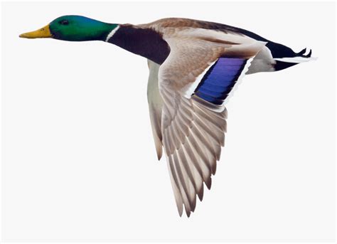Clip Art Collection Of Free Transparent Mallard Duck Flying Png