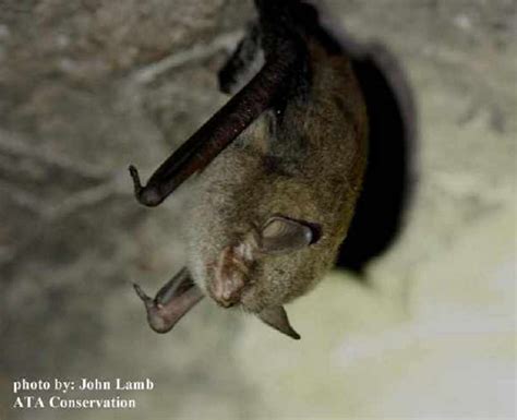 Mammals Bats State Of Tennessee Wildlife Resources Agency