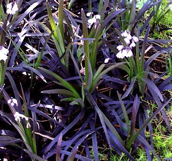 Curbside pickup · everyday low prices · savings spotlights Kartuz Greenhouses: Ophiopogon planiscapus Nigrescens