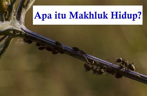 Komponen penyusun sistem saraf hewan yaitu serabut saraf, pleksus dan ganglia. √ Pengertian Makhluk Hidup, Ciri, Macam, dan Contohnya ...
