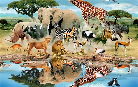 Wild Animals Hd Wallpaper Download