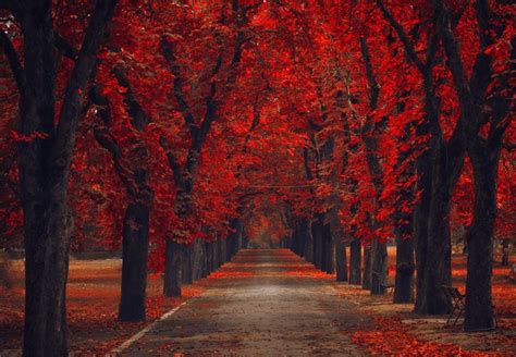 Parks Autumn Trees Avenue Red Hd Wallpaper Rare Gallery