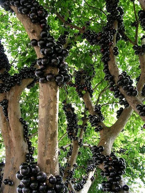One cannot age a tree by its rings if that tree is located in which of the following forests. Jabuticaba - The Tree that Fruits on its Trunk (Otherwise ...