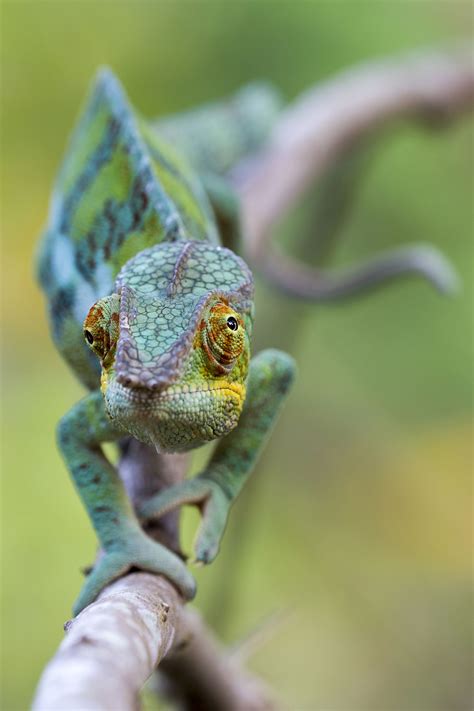 I have a chameleon and it is the best, if you dont care about occasional accidents! A Stunning List of Different Species of Chameleons With ...