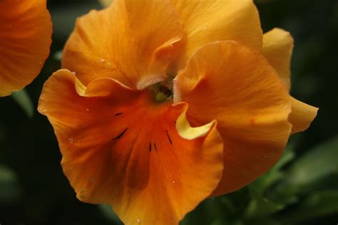 Orange Pansy Free Photo Download Freeimages