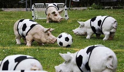 20 Funny Animals Playing Soccerfootball 20 Pics I Love Funny