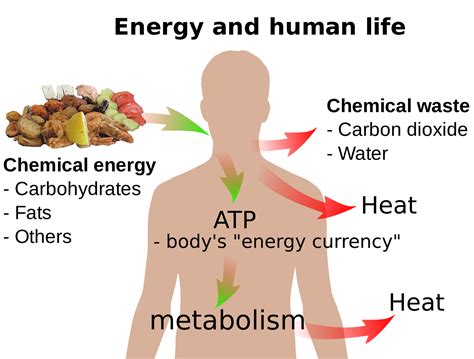 97 Summary Of Energy And Respiration Biology Notes For A Level