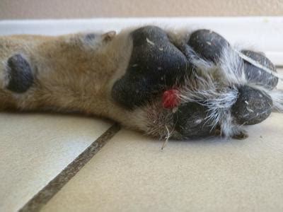 The pads of canine feet have specialized skin that does not heal in the same way as normal skin and requires veterinary evaluation and treatment for moderate to severe injuries and conditions. Growths On Dog Paw Pads - Goldenacresdogs.com