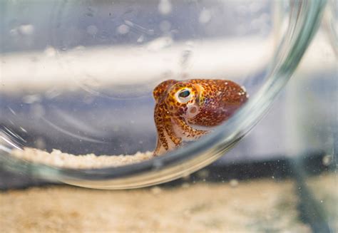 The Hawaiian Bobtail Squid Is Image Eurekalert Science News Releases