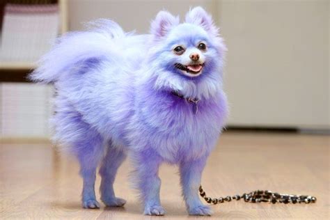 Dog Owner Dyes Her Beloved Pet Purple And Blue Because Hes Only