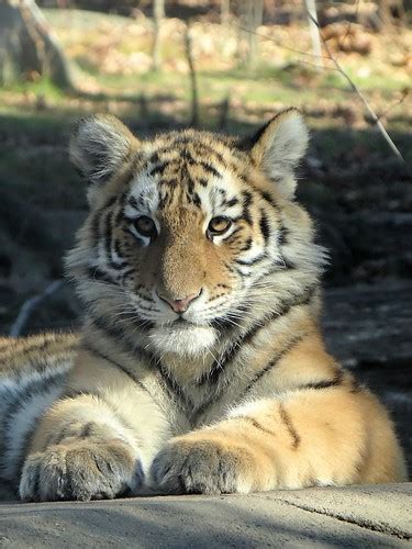 Amur Tiger Cub Bronx Zoo Bronx New York One Of A Litt Flickr