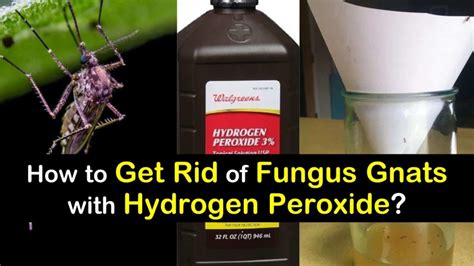 The Best Way To Get Rid Of Fungus Gnats With Hydrogen Peroxide