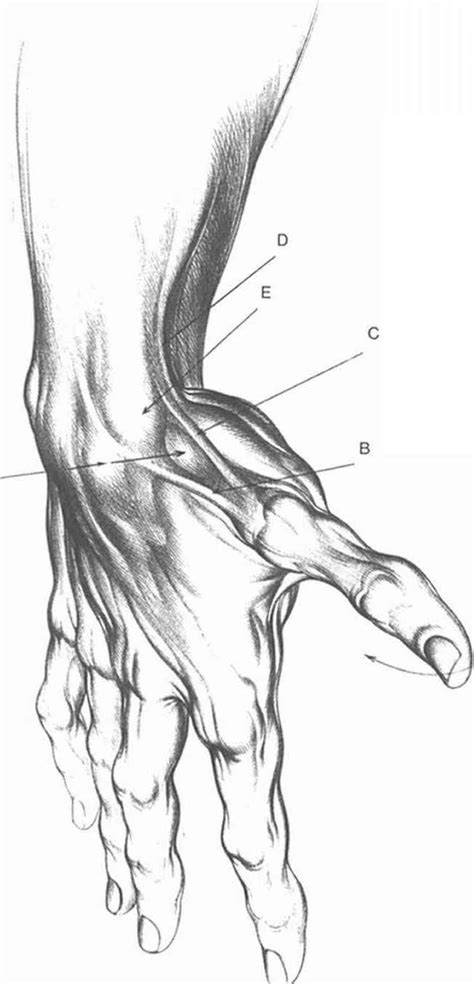 The old masters studied anatomy because they understood the importance of knowing how the the human form is complex. Anatomical Landmarks And Surface Stress - Drawing Hands