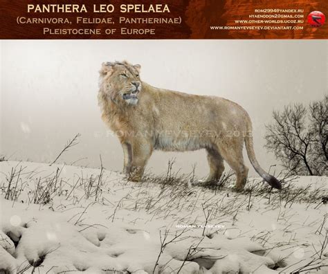 Panthera Leo Spelaea Cave Lion Panthera Leo Spelaea Prehistoric Animals