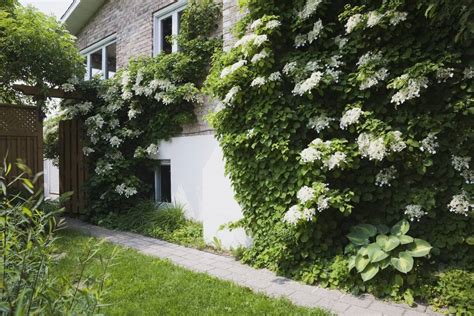 Sprawling, shrubby plants, they are characterized by their attractive clusters of flowers in a variety of colors, including, yellow, purple, pink, white, and red. Top 6 Perennial Flowering Vines