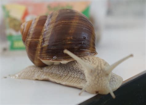Escargot synonyms, escargot pronunciation, escargot translation, english dictionary definition of escargot. Escargot - Les Taxinomes