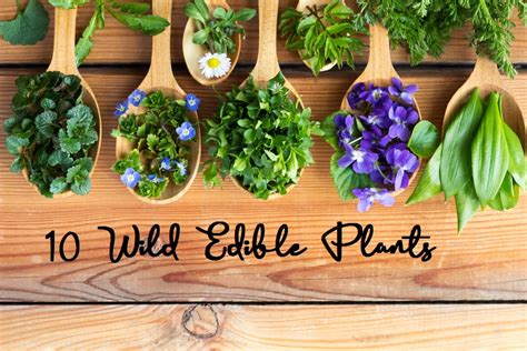Wild Edible Plants Br