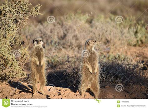 Two Cute Meerkat In The Desert Of Oudtshoorn South Africa Stock Photo