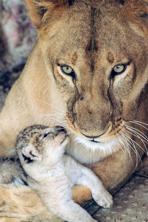 Baby Lion Gets Close To Mom Picture Cutest Baby Animals From Around