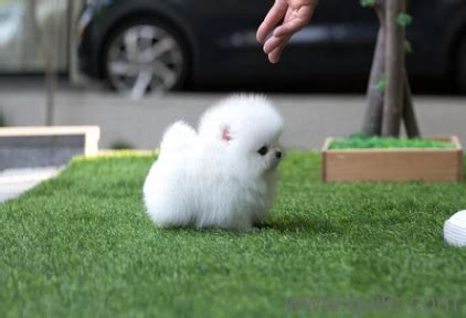 Once again we have got you all the beautiful imported breeds of puppies for dog shows and pet lovers. 立派な Teacup Pomeranian Boo Dog Price In India - じゃせごめ
