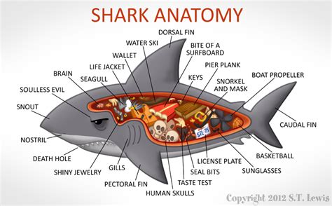 Shark Labeled Diagram