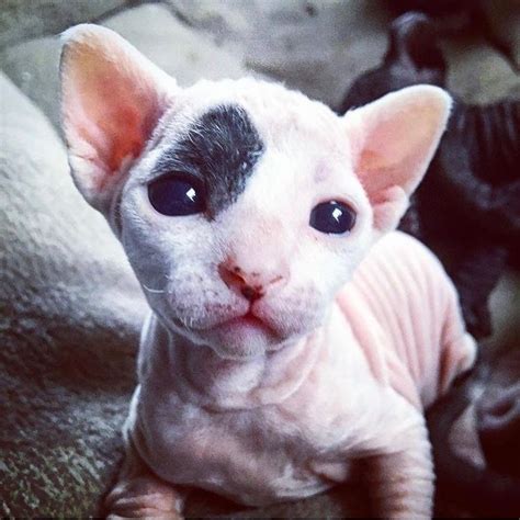 16 Sphynx Cat Pictures That Will Blow Your Mind Cat Pics Spinx Cat