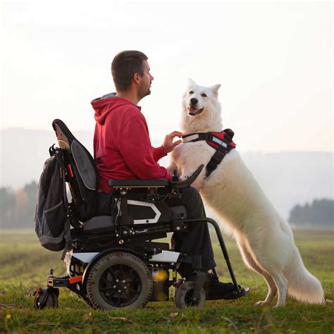 What Is Animal Assisted Therapy Forward Ability Support