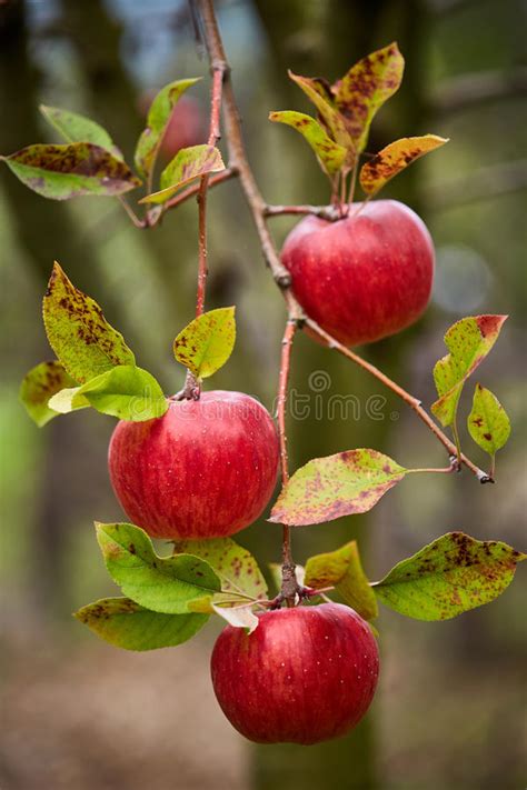 Closeup Of Red Apples On Branches Stock Photo Image Of Natural Farm
