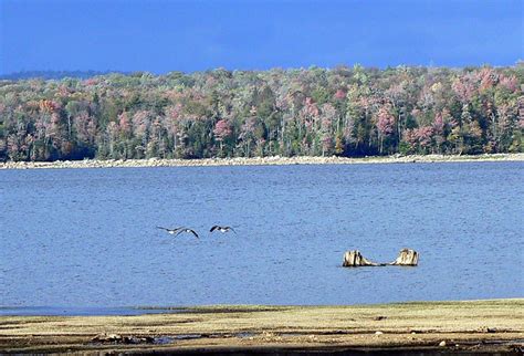 Geese Taking Off Stillwater Reservoir Adirondacks New York Dan