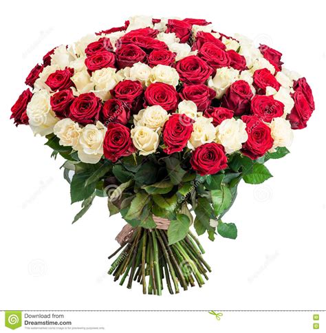 101 Red White Rose Bouquet Isolated On White Background